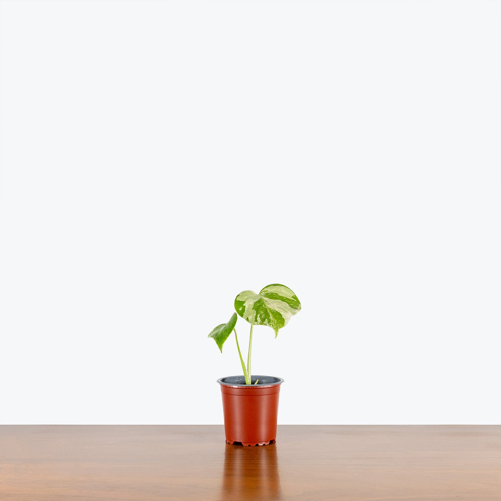 Monstera Albo | Care Guide and Pro Tips - Delivery from Toronto across Canada - JOMO Studio
