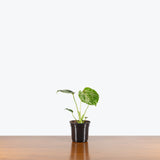 Monstera Bulbasaur — 4" Pot