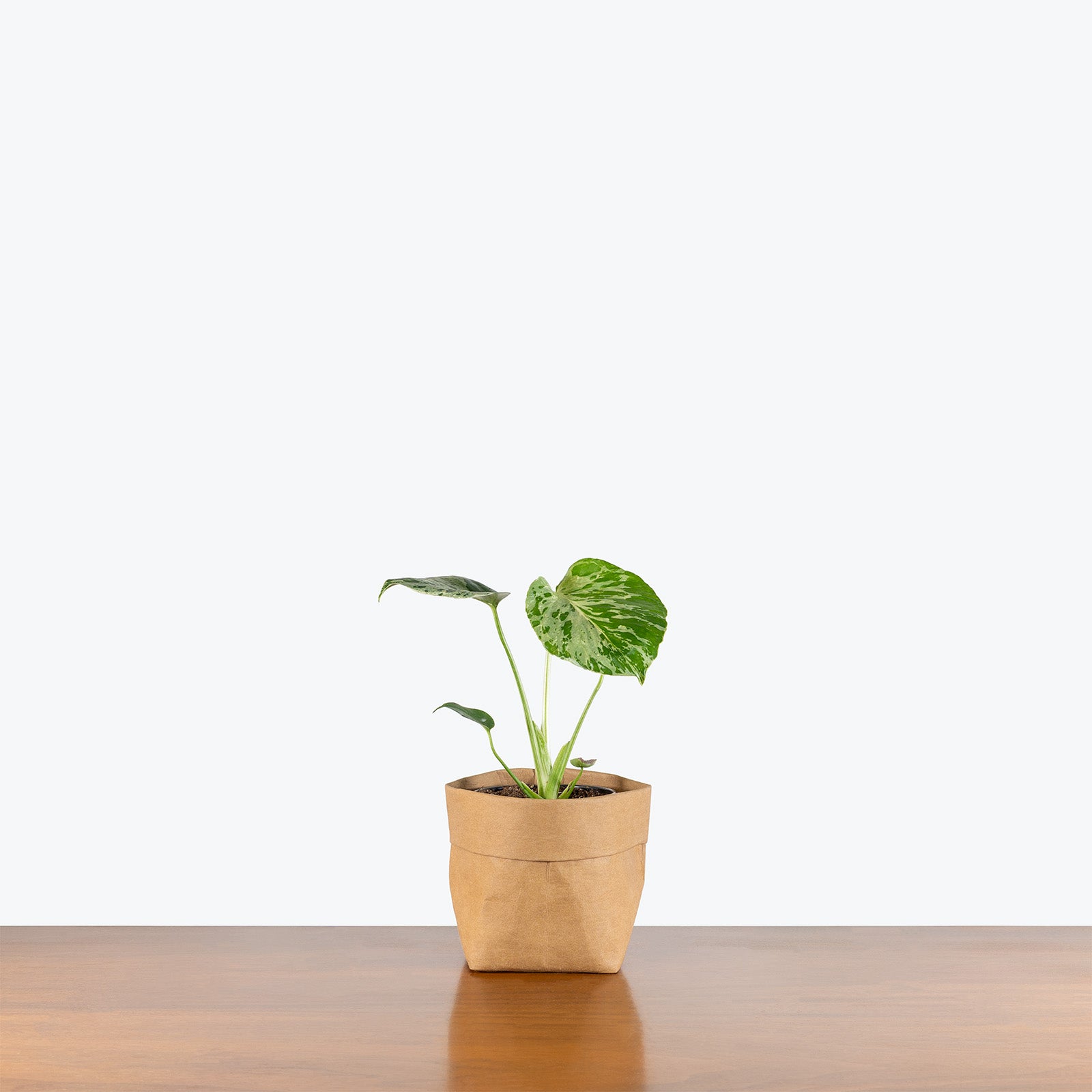 Monstera Bulbasaur | Care Guide and Pro Tips - Delivery from Toronto across Canada - JOMO Studio