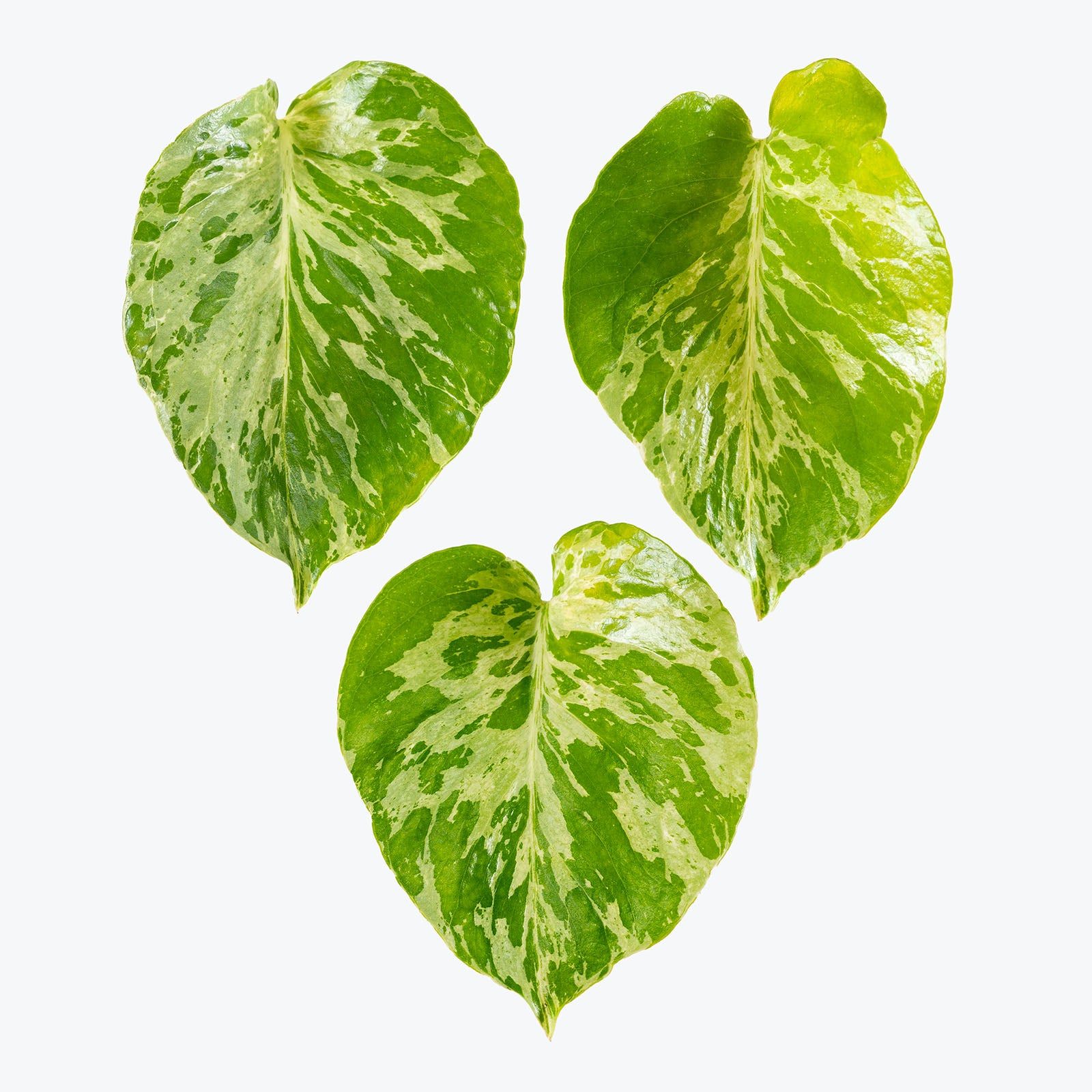 Monstera Bulbasaur | Care Guide and Pro Tips - Delivery from Toronto across Canada - JOMO Studio