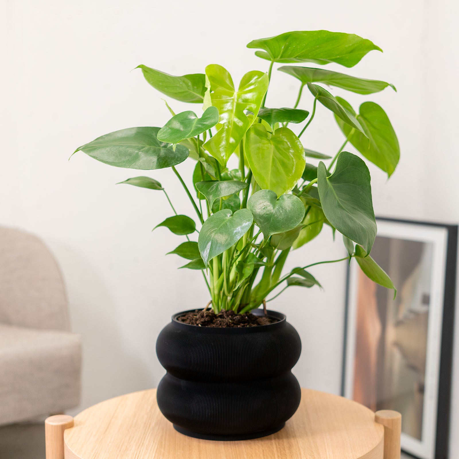 Monstera Deliciosa | Care Guide and Pro Tips - Delivery from Toronto across Canada - JOMO Studio