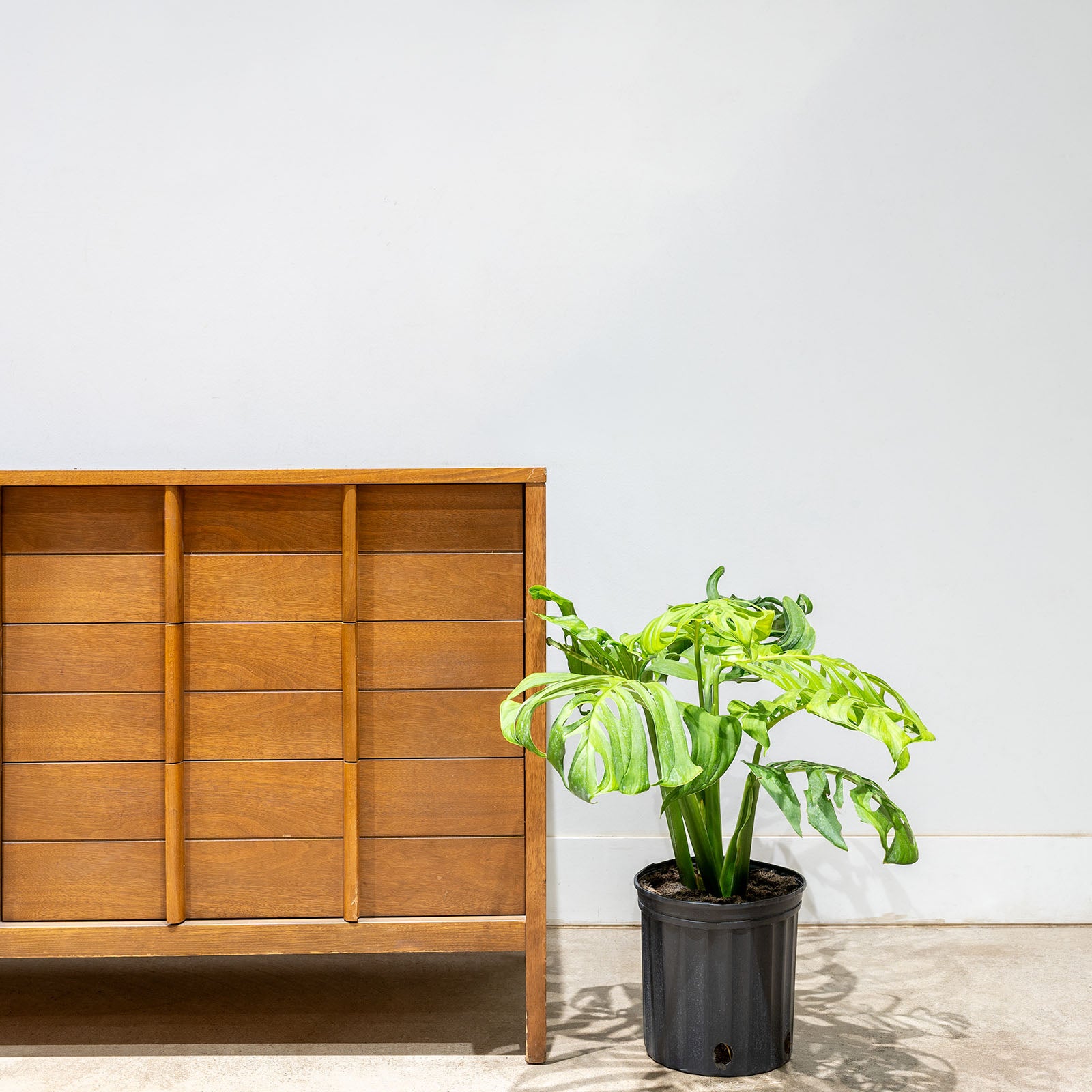 Monstera Esqueleto | Care Guide and Pro Tips - Delivery from Toronto across Canada - JOMO Studio