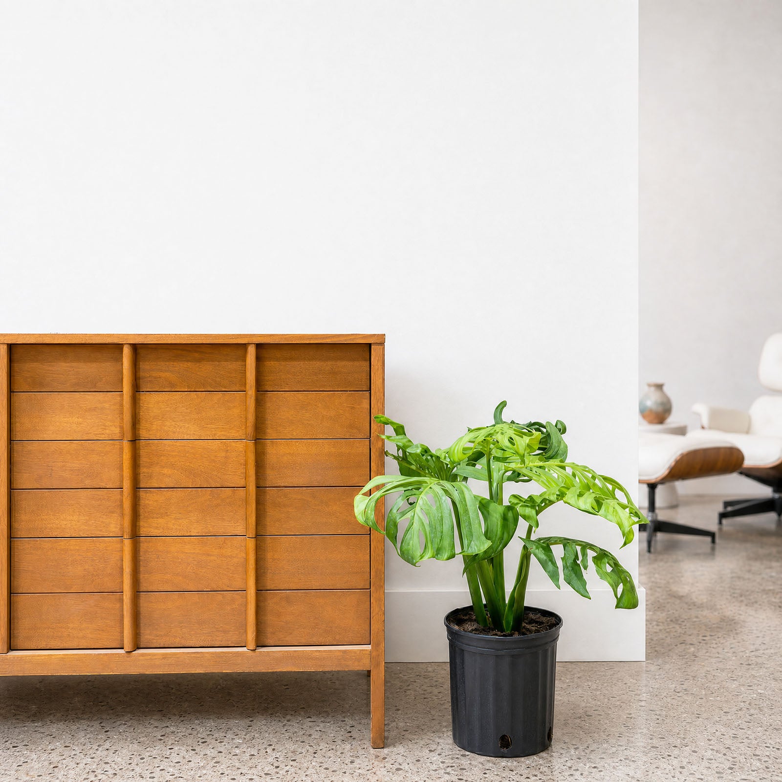 Monstera Esqueleto | Care Guide and Pro Tips - Delivery from Toronto across Canada - JOMO Studio