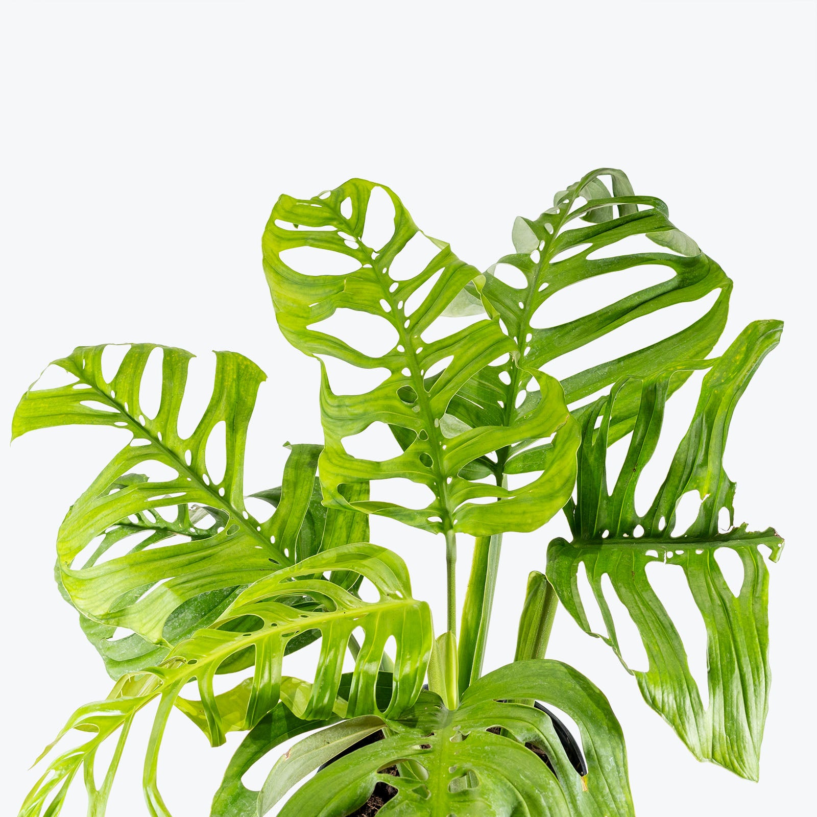 Monstera Esqueleto | Care Guide and Pro Tips - Delivery from Toronto across Canada - JOMO Studio