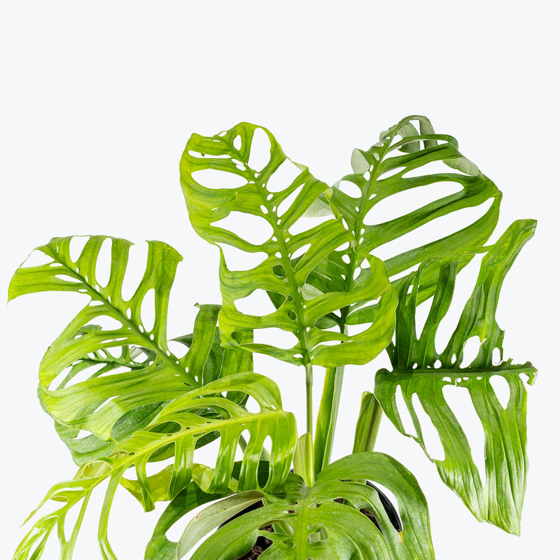 Monstera Esqueleto | Care Guide and Pro Tips - Delivery from Toronto across Canada - JOMO Studio