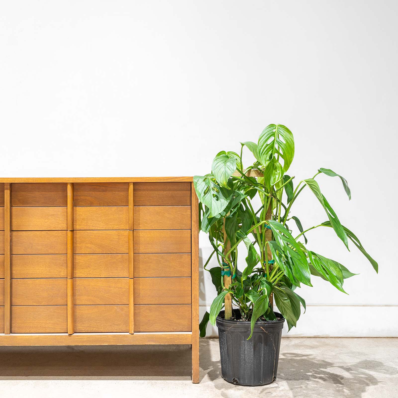 Monstera Lechleriana | Care Guide and Pro Tips - Delivery from Toronto across Canada - JOMO Studio