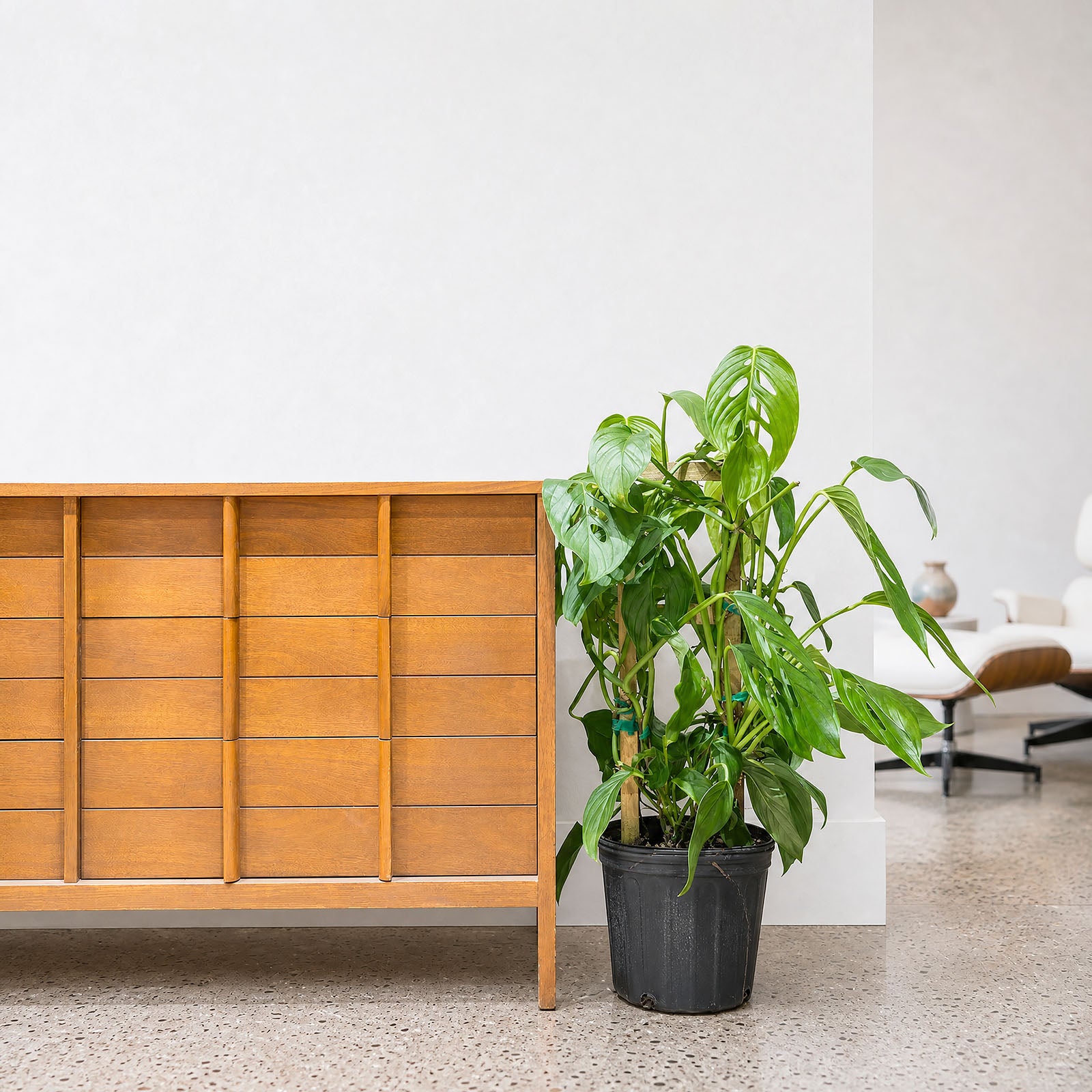 Monstera Lechleriana | Care Guide and Pro Tips - Delivery from Toronto across Canada - JOMO Studio