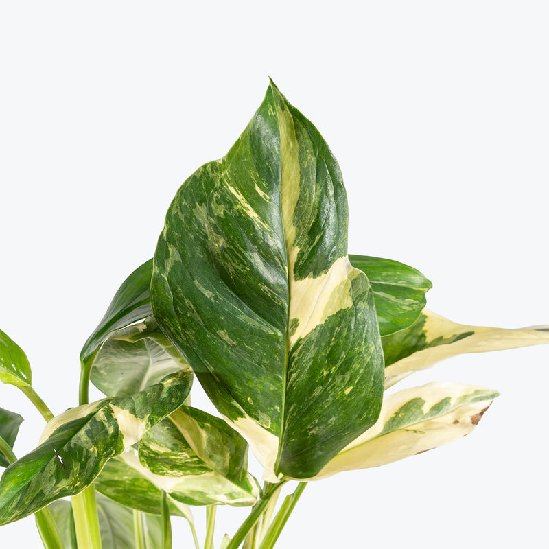 Monstera Lechleriana Variegated | Care Guide and Pro Tips - Delivery from Toronto across Canada - JOMO Studio