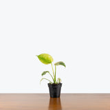 Monstera Mint — 4" Pot