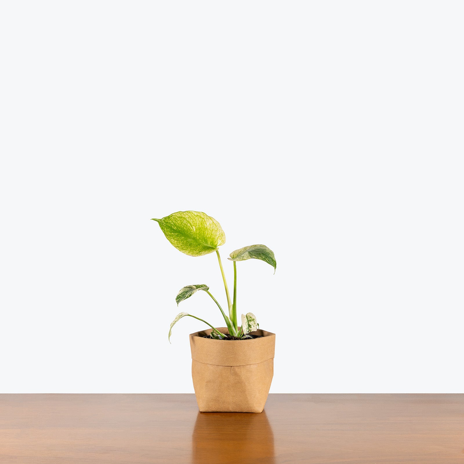 Monstera Mint | Care Guide and Pro Tips - Delivery from Toronto across Canada - JOMO Studio
