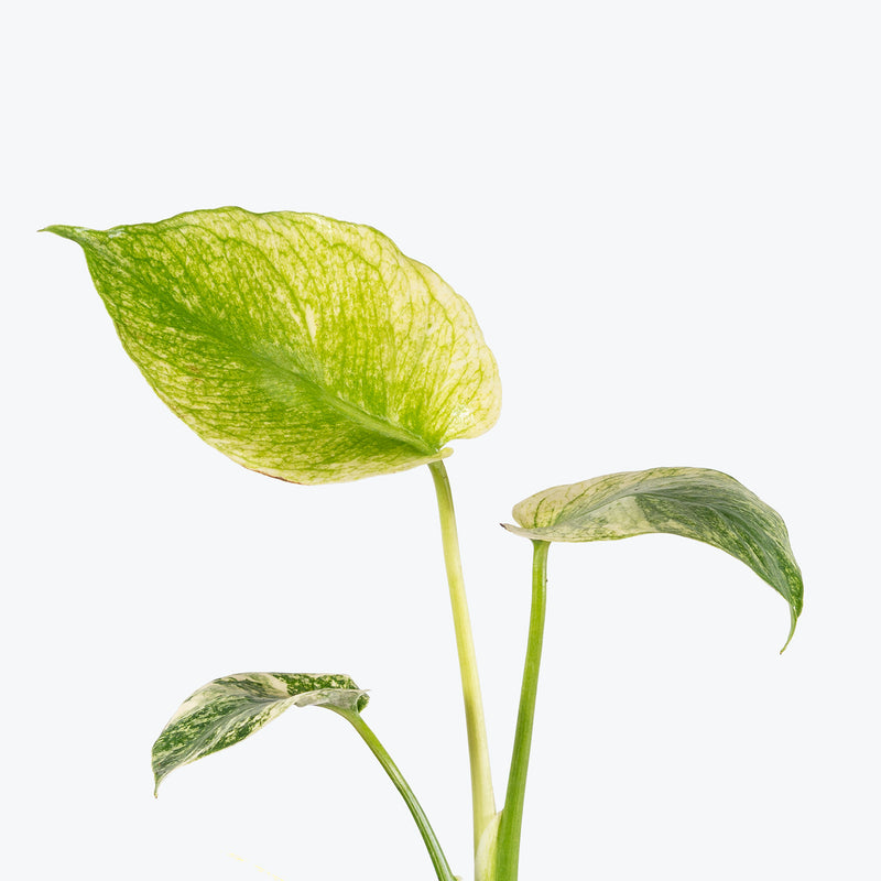 Monstera Mint | Care Guide and Pro Tips - Delivery from Toronto across Canada - JOMO Studio