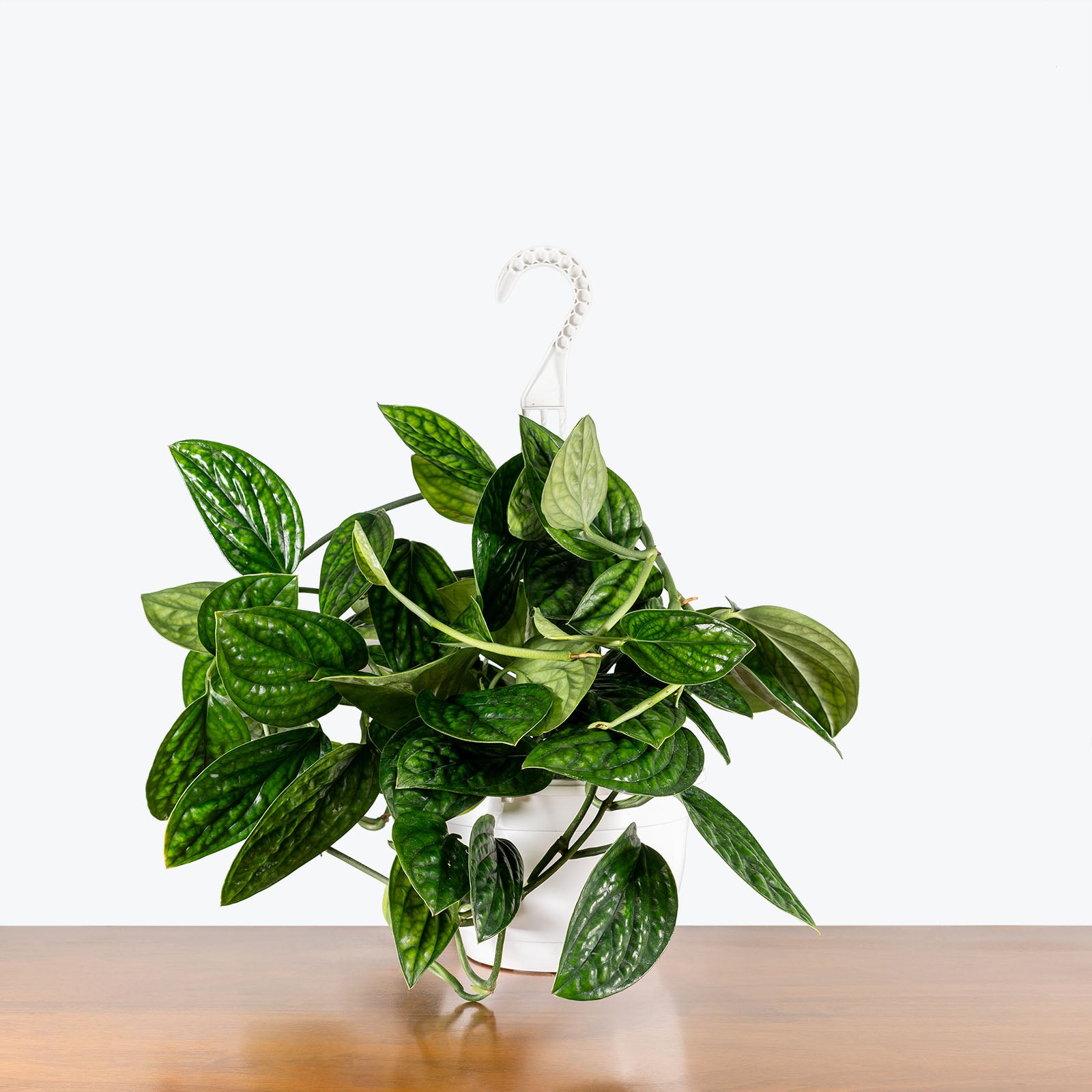 Monstera Peru - House Plants Delivery Toronto - JOMO Studio