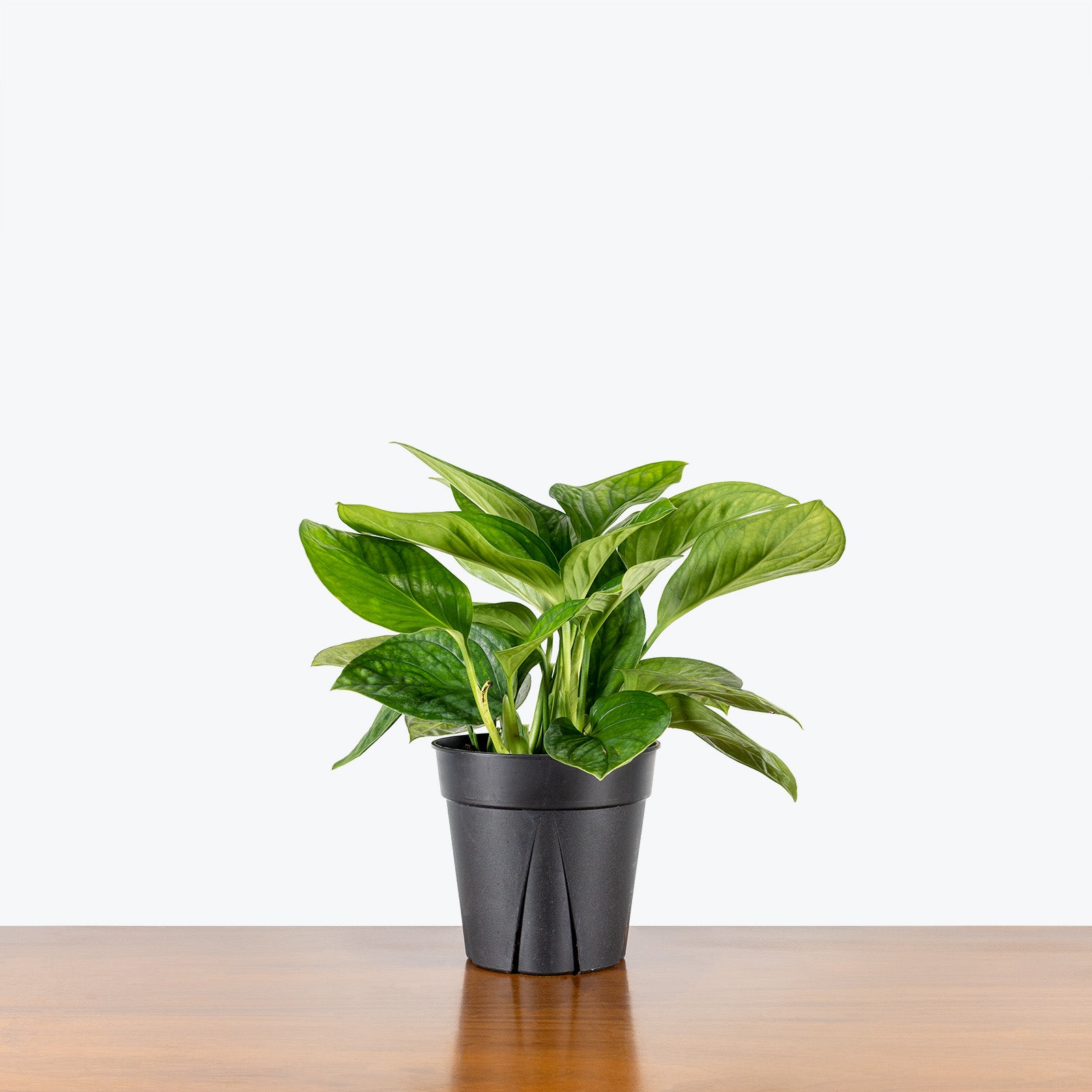 Monstera Siam - House Plants Delivery Toronto - JOMO Studio