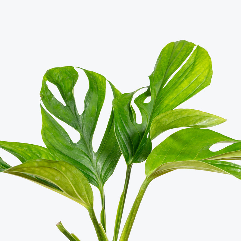 Monstera Siam | Monstera pinnatipartita | Care Guide and Pro Tips - Delivery from Toronto across Canada - JOMO Studio