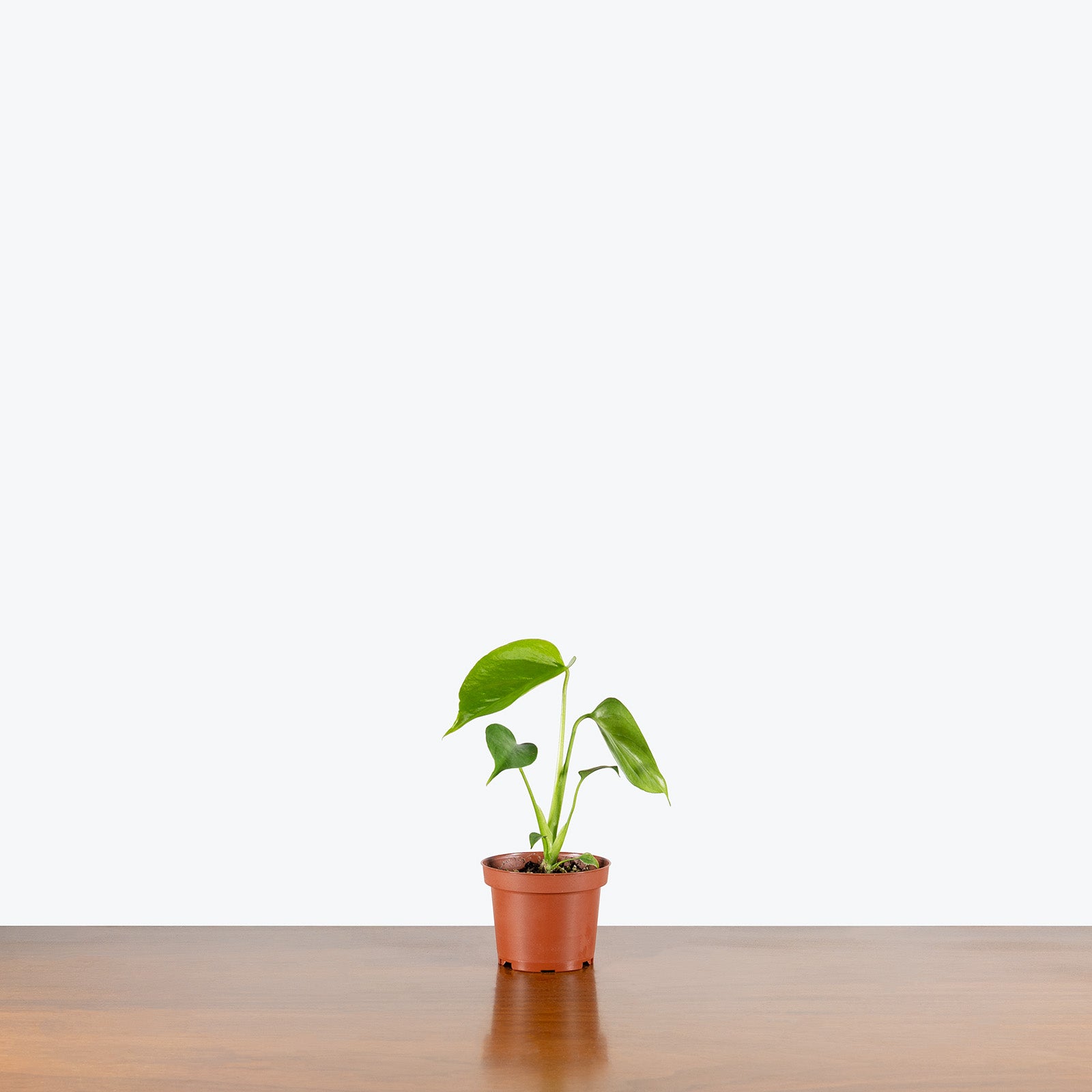 Monstera Sierrana | Care Guide and Pro Tips - Delivery from Toronto across Canada - JOMO Studio