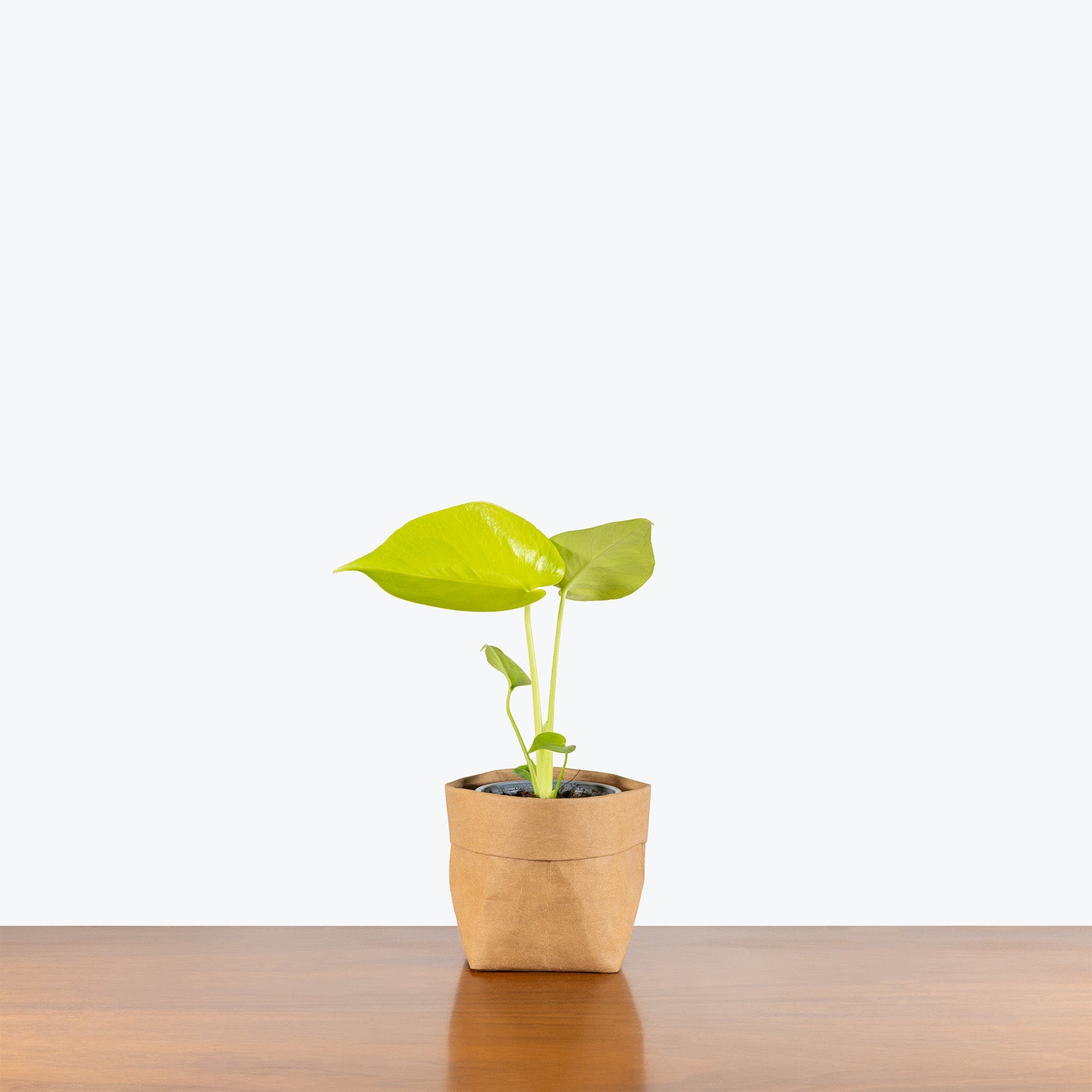 Monstera Super Golden | Care Guide and Pro Tips - Delivery from Toronto across Canada - JOMO Studio