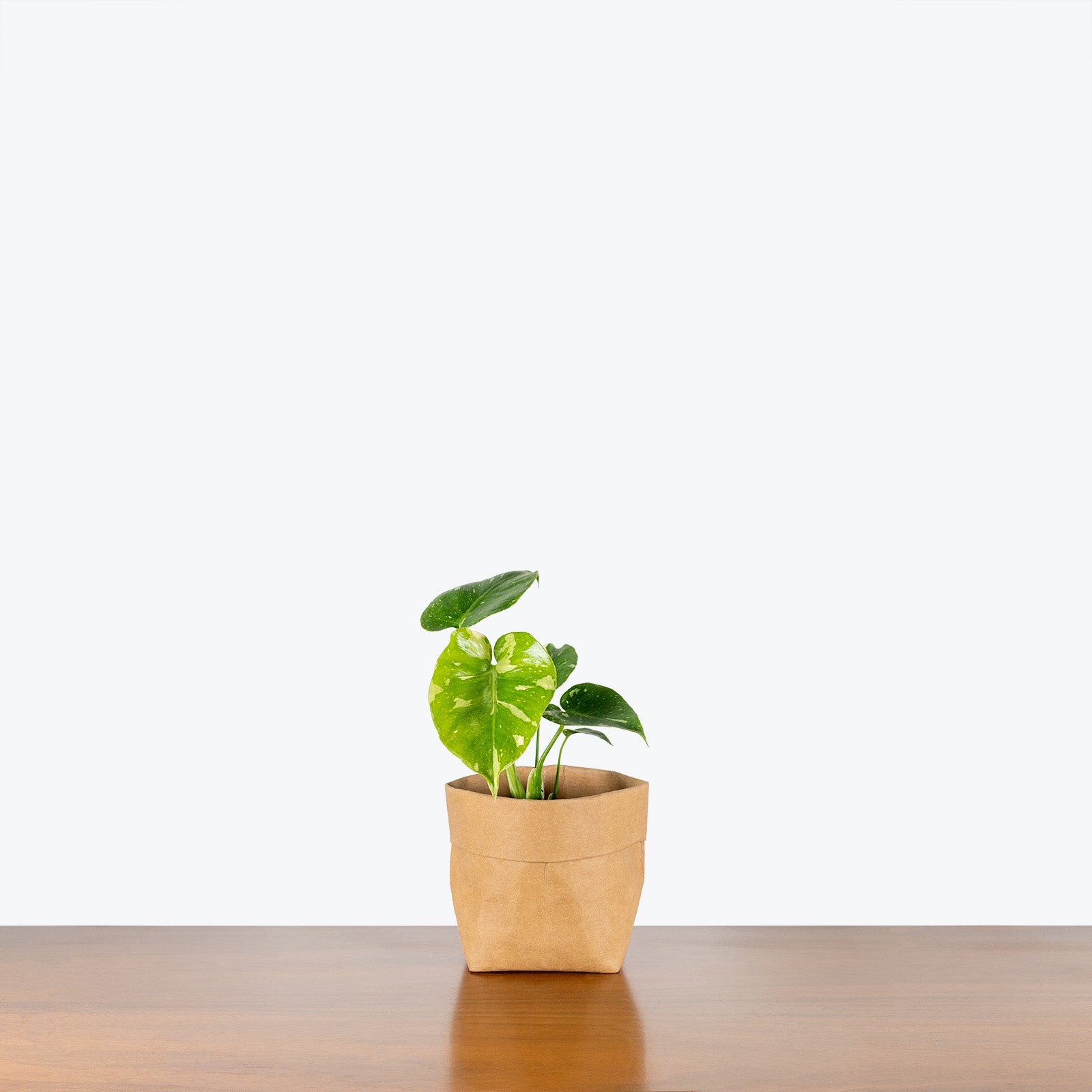 Monstera Thai Constellation | Care Guide and Pro Tips - Delivery from Toronto across Canada - JOMO Studio