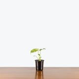 Monstera White Monster — 4" Pot (Variegation pattern varies)