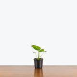 Monstera Yellow Marilyn — 4" Pot
