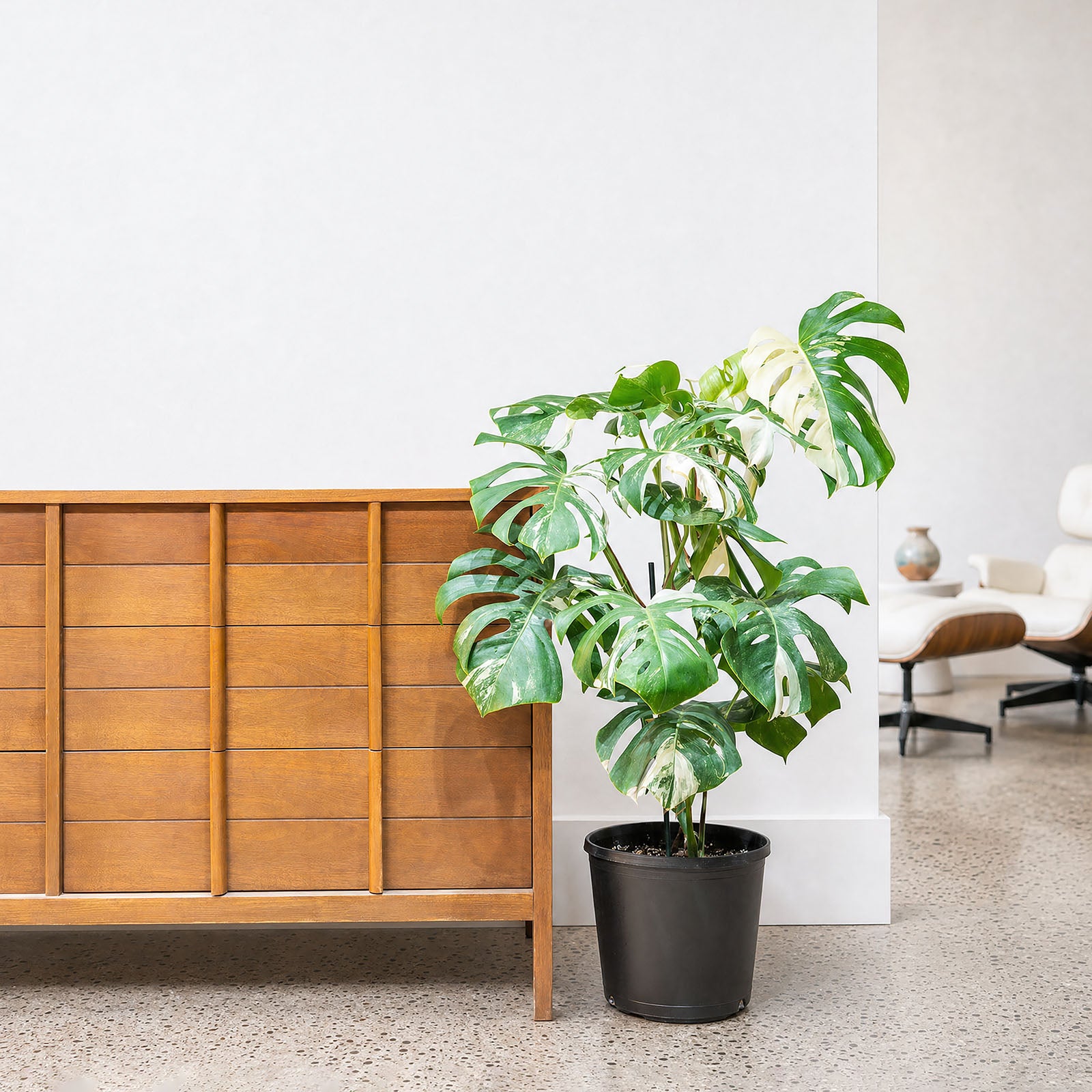 Monstera Albo | Care Guide and Pro Tips - Delivery from Toronto across Canada - JOMO Studio