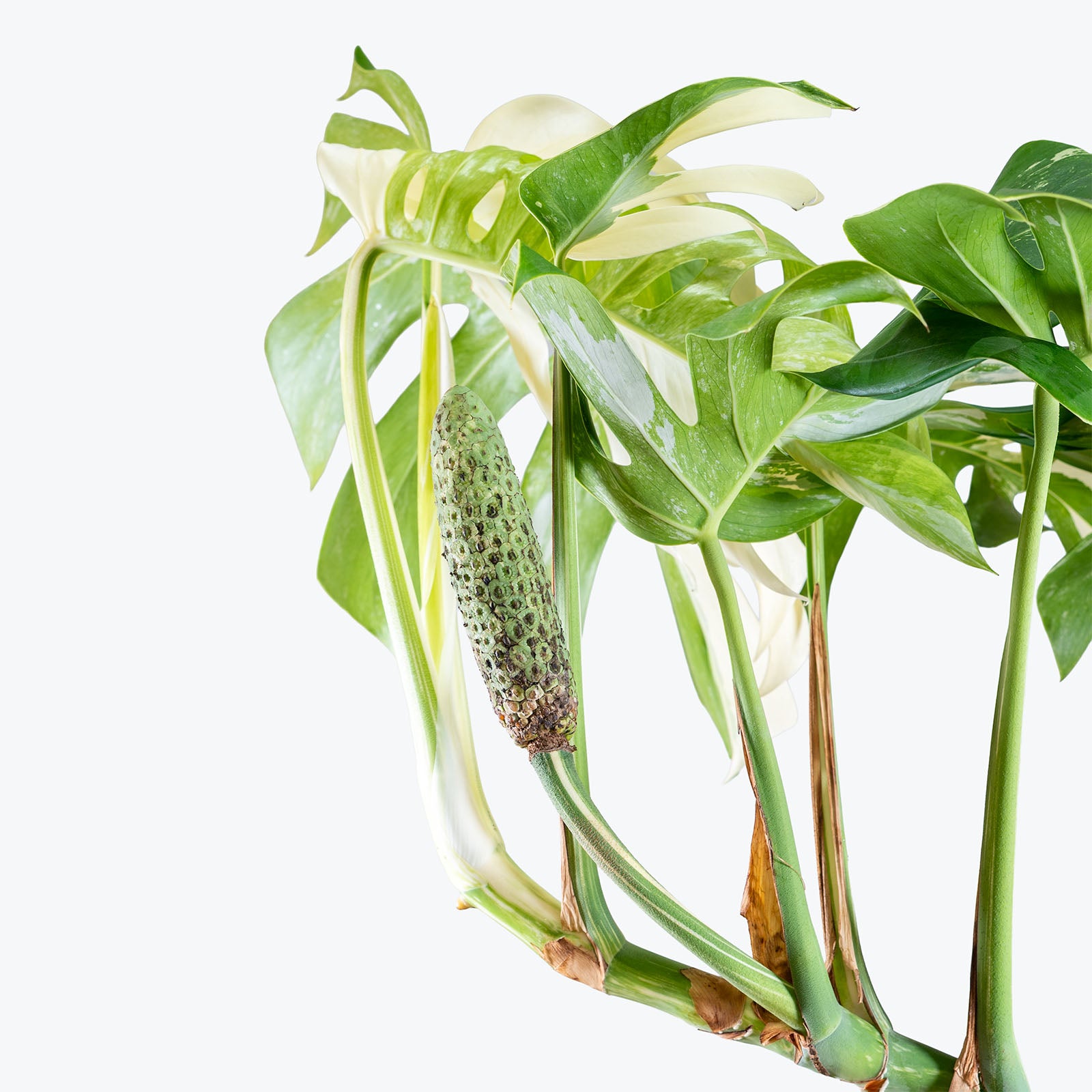Monstera Albo | Care Guide and Pro Tips - Delivery from Toronto across Canada - JOMO Studio