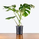 Monstera Albo — 6" Pot (larger than picture)