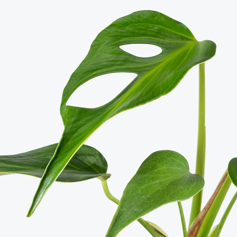 Monstera Burle Marx Flame | Care Guide and Pro Tips - Delivery from Toronto across Canada - JOMO Studio