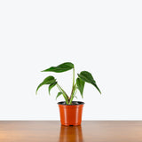 Monstera Burle Marx Flame — 6" Pot