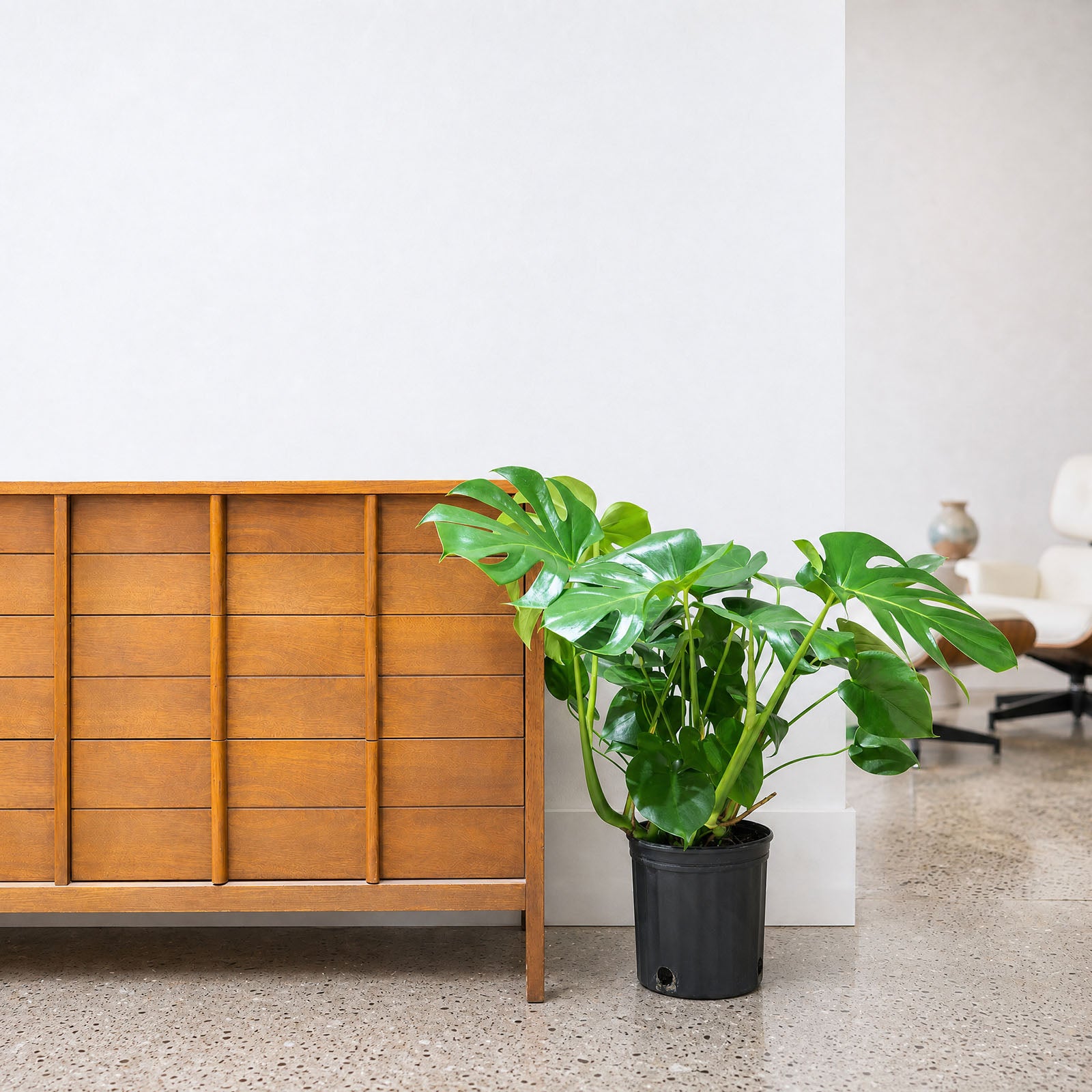 Monstera Deliciosa | Care Guide and Pro Tips - Delivery from Toronto across Canada - JOMO Studio