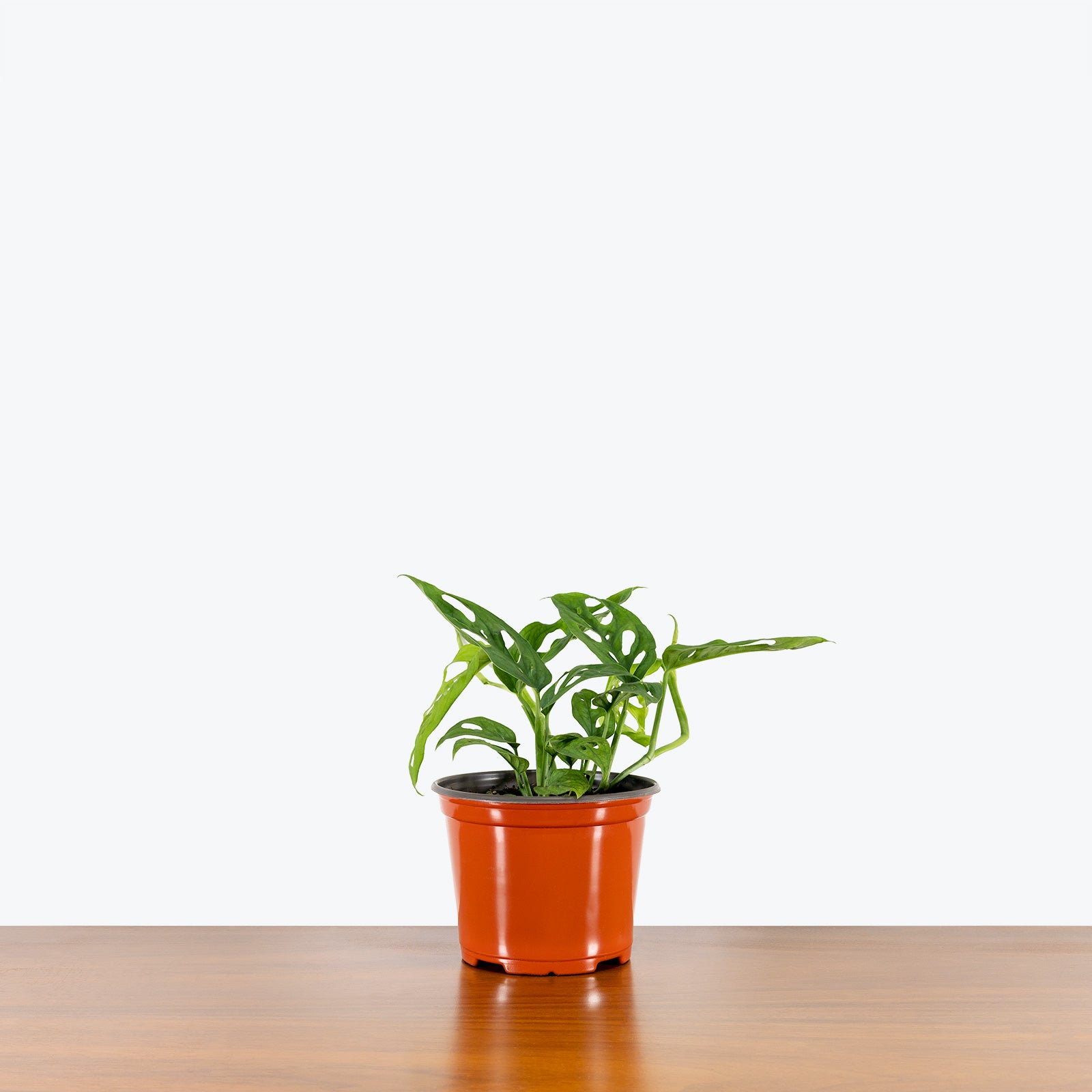 Monstera Monkey Mask | Care Guide and Pro Tips - Delivery from Toronto across Canada - JOMO Studio