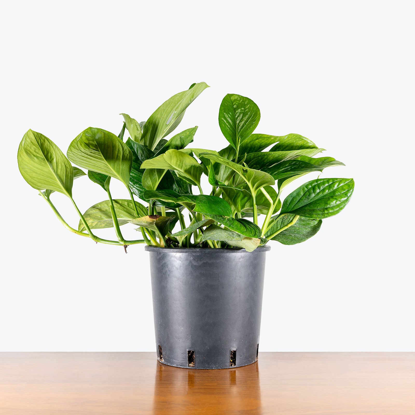 Monstera Siam | Monstera pinnatipartita | Care Guide and Pro Tips - Delivery from Toronto across Canada - JOMO Studio