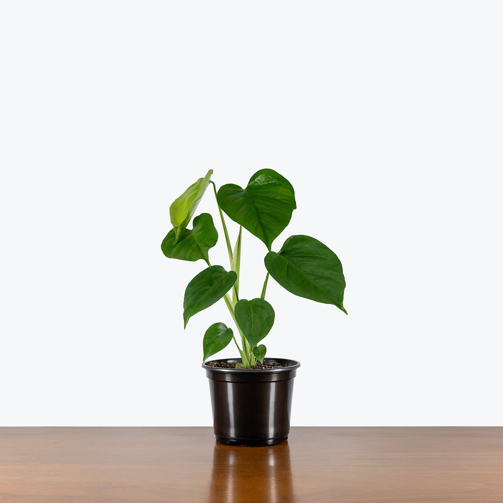 Monstera Sierrana | Care Guide and Pro Tips - Delivery from Toronto across Canada - JOMO Studio