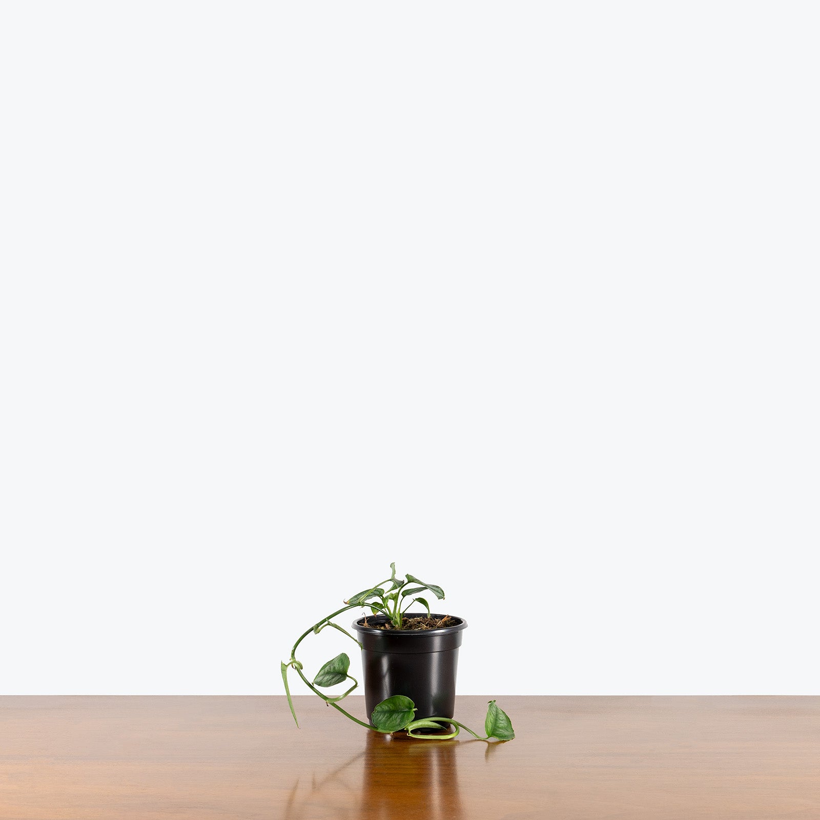 Monstera Siltepecana | Care Guide and Pro Tips - Delivery from Toronto across Canada - JOMO Studio