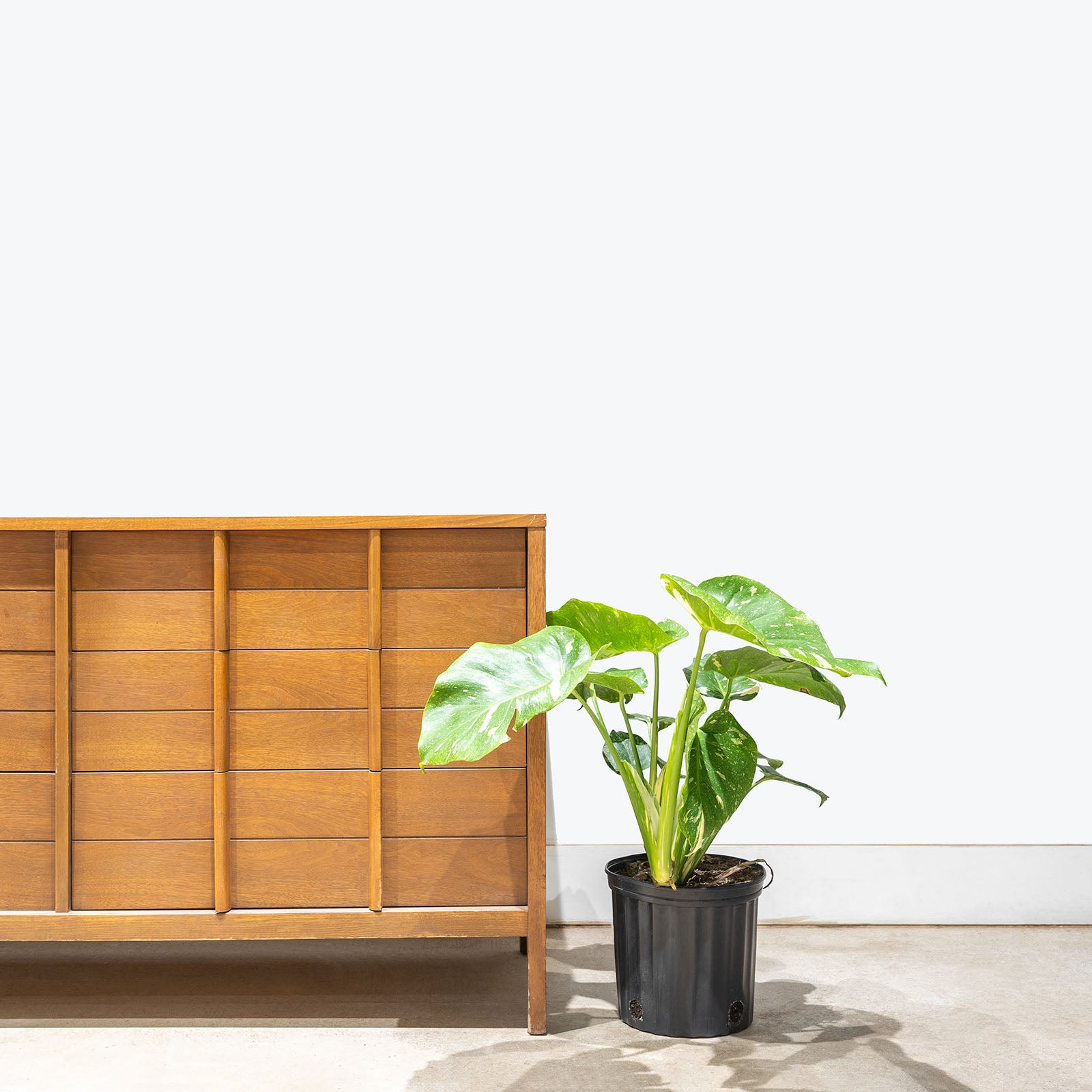 Monstera Thai Constellation