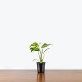 Monstera Thai Constellation — 4" Pot