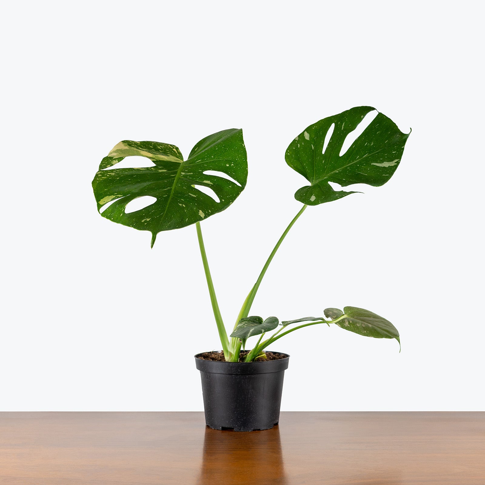 Monstera Thai Constellation | Care Guide and Pro Tips - Delivery from Toronto across Canada - JOMO Studio