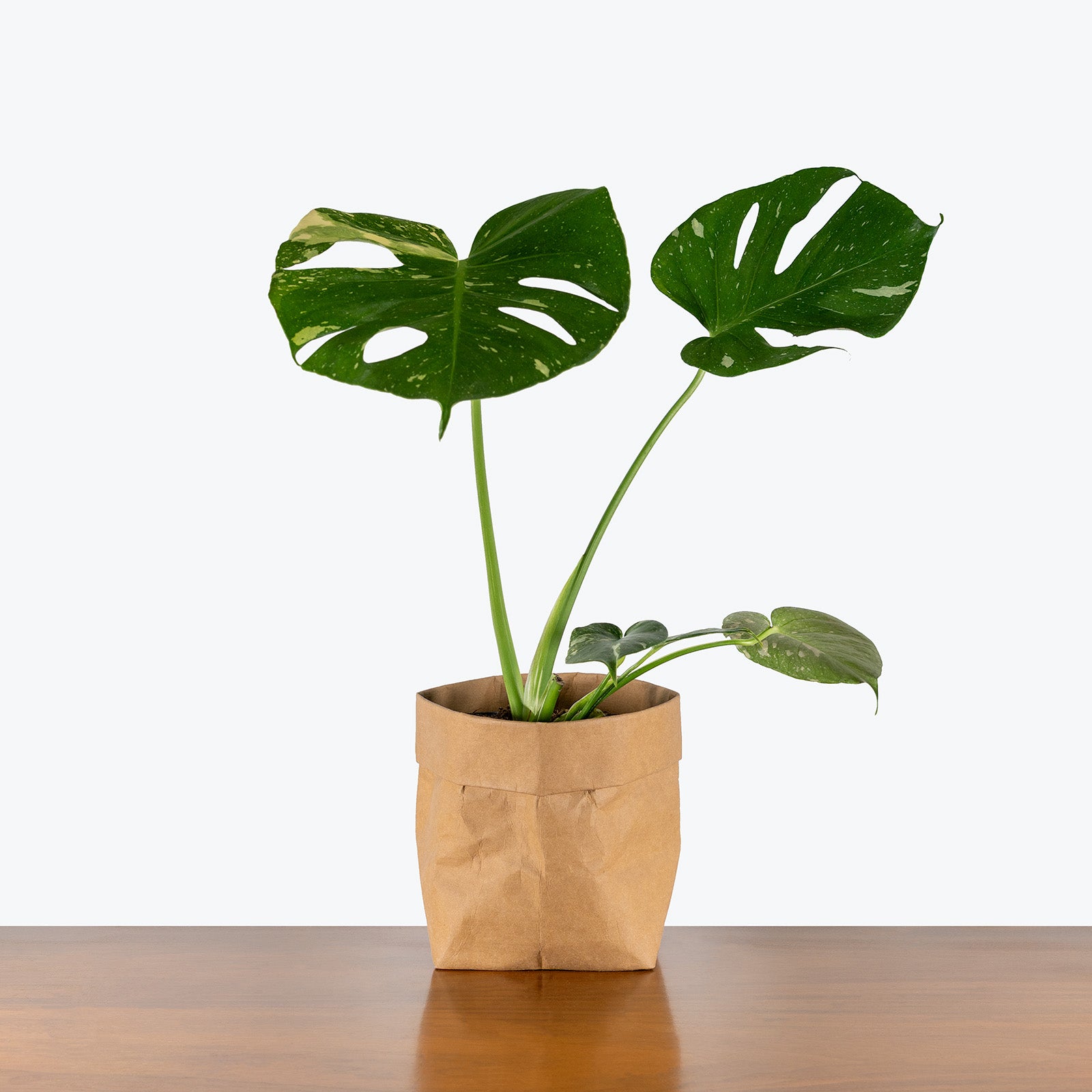 Monstera Thai Constellation | Care Guide and Pro Tips - Delivery from Toronto across Canada - JOMO Studio