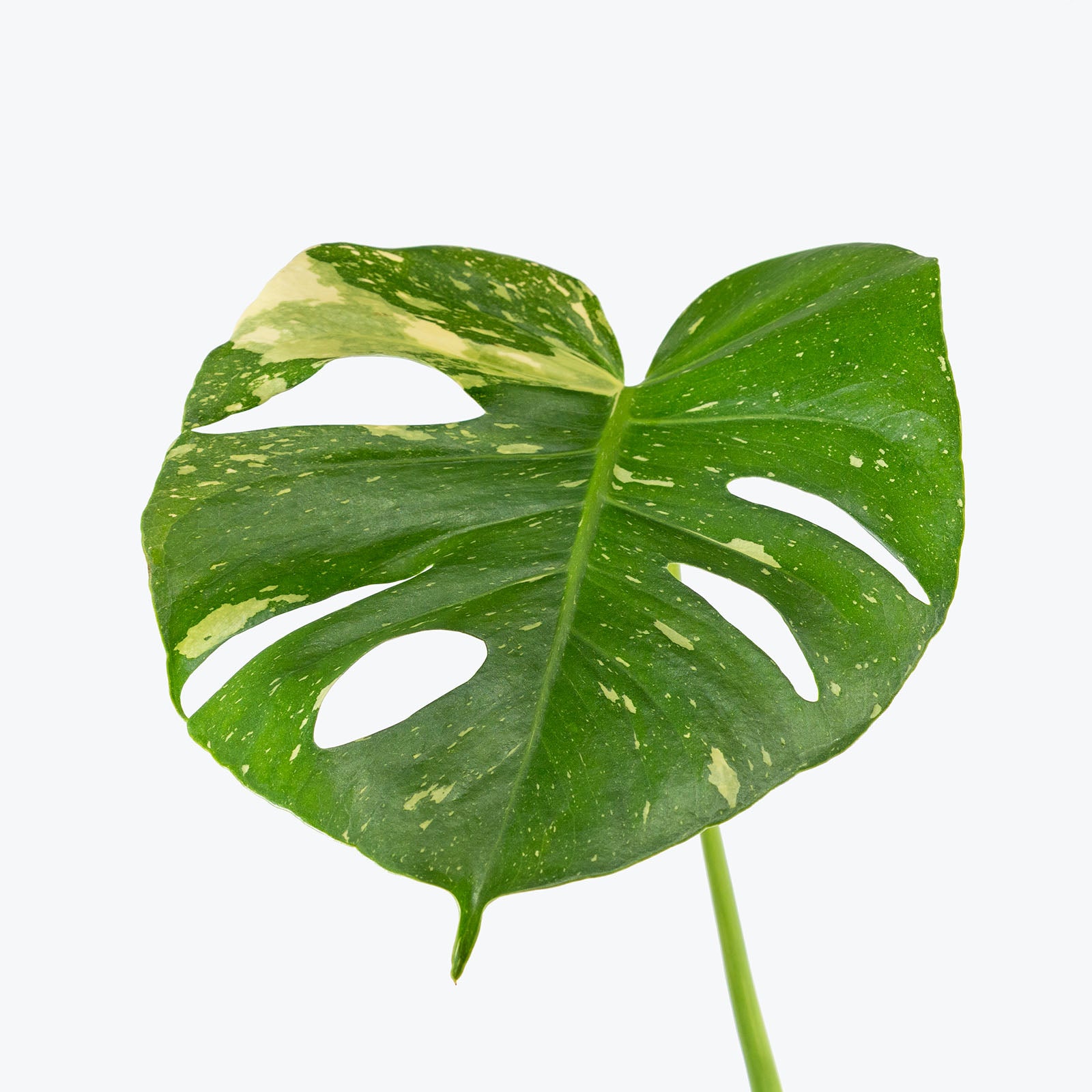 Monstera Thai Constellation | Care Guide and Pro Tips - Delivery from Toronto across Canada - JOMO Studio