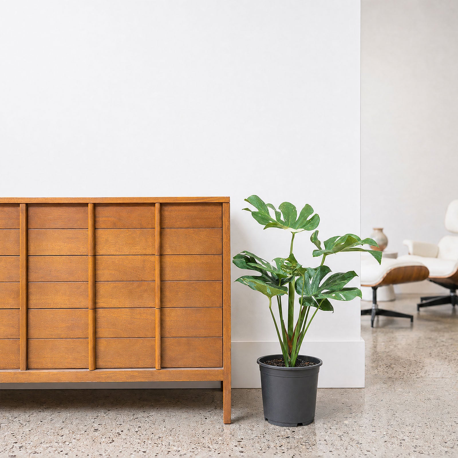 Monstera Thai Constellation | Care Guide and Pro Tips - Delivery from Toronto across Canada - JOMO Studio