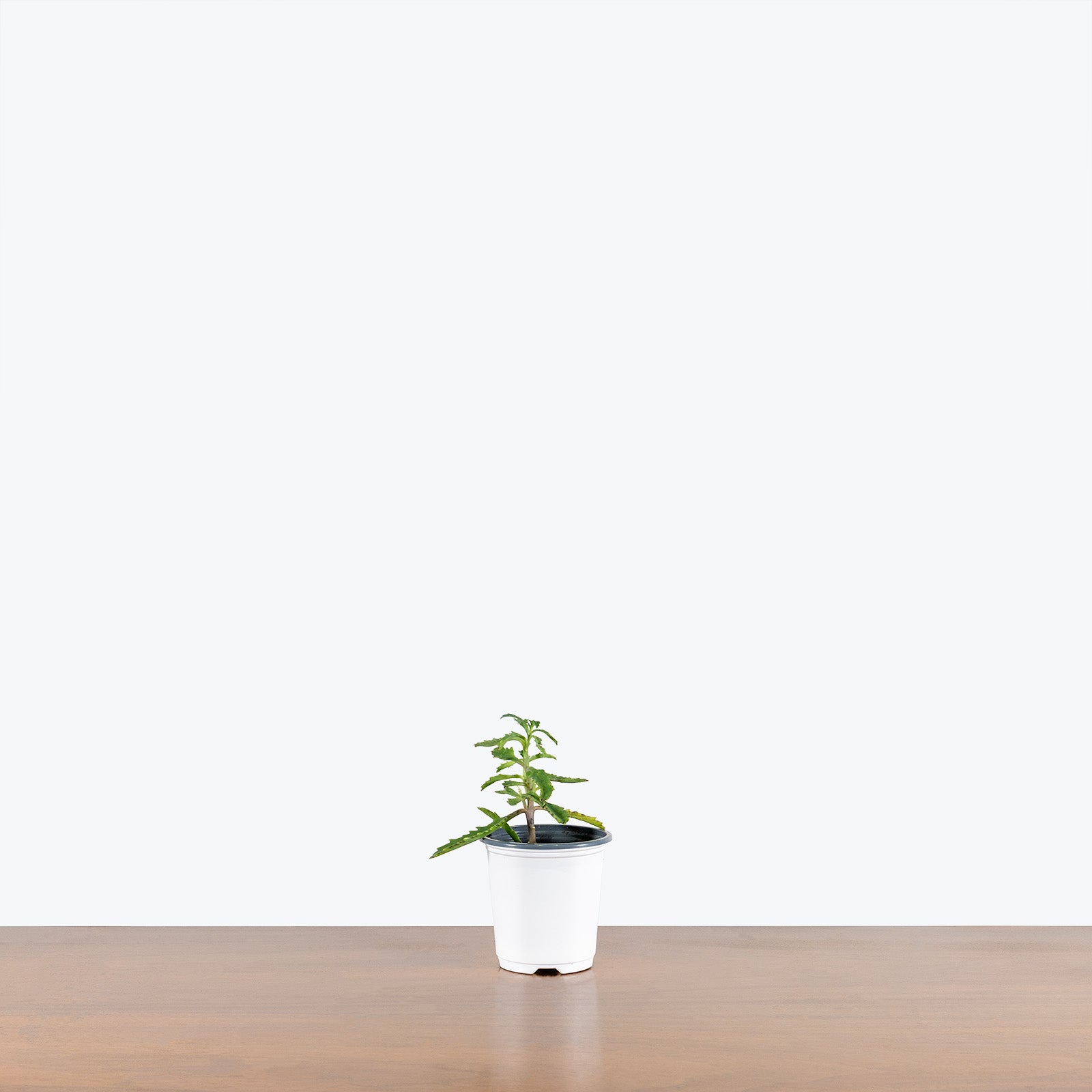 Mother Of Thousands - Kalanchoe daigremontiana - House Plants Delivery Toronto - JOMO Studio