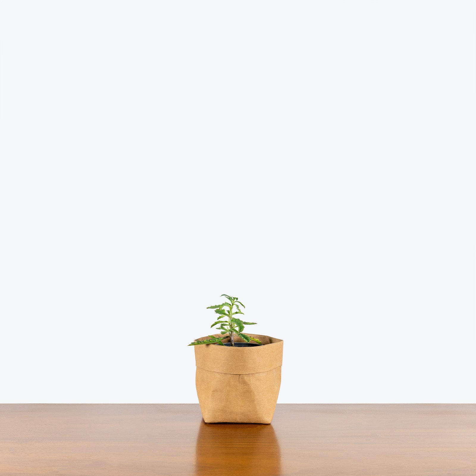 Mother Of Thousands - Kalanchoe daigremontiana - House Plants Delivery Toronto - JOMO Studio