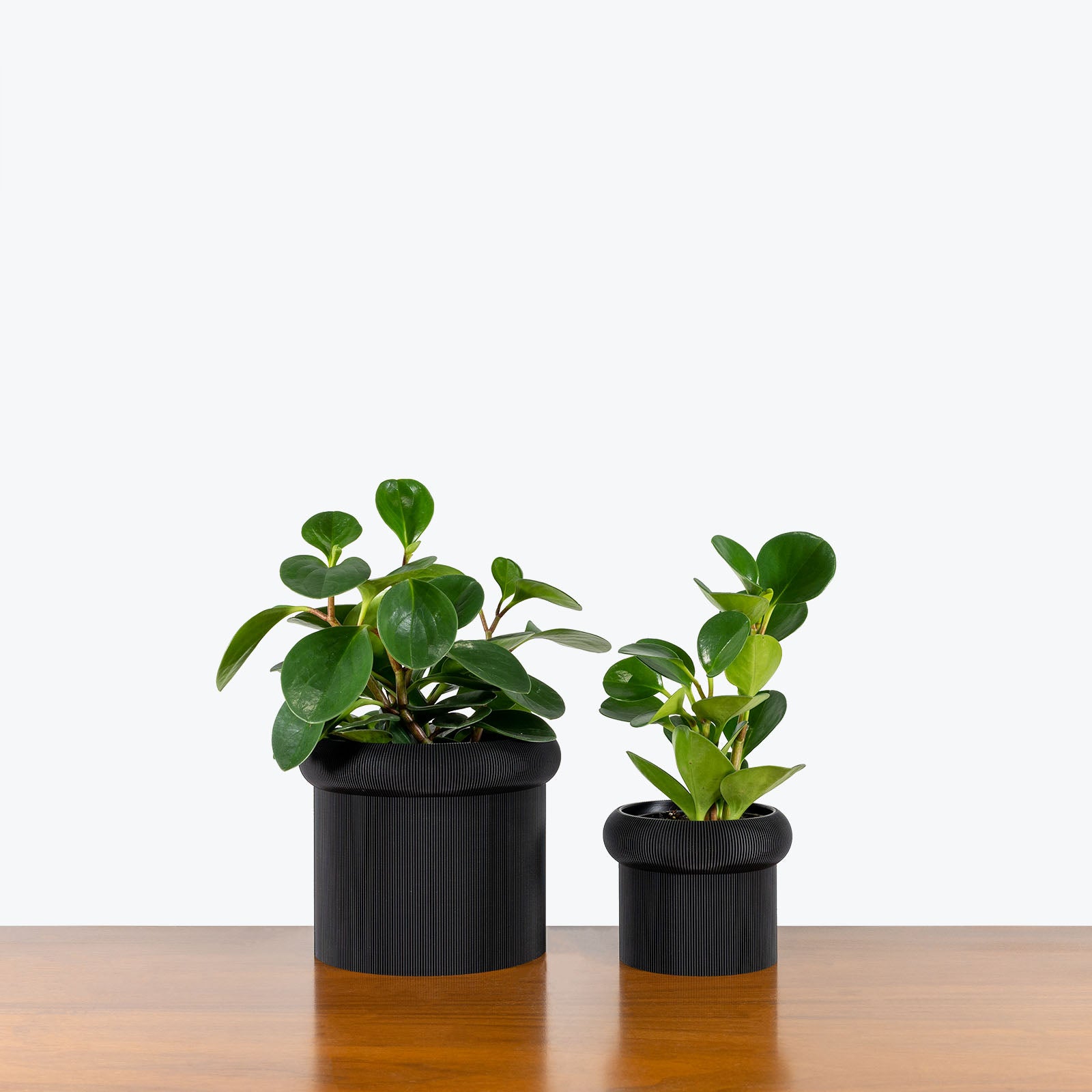 Mushroom Planter - 3D Printed Planter - House Plants Delivery Toronto - JOMO Studio #color_black