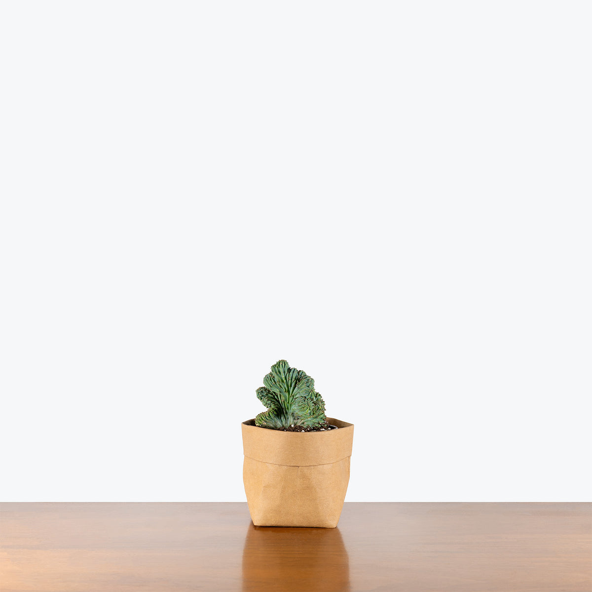 Myrtillocactus Geometrizans Cristata | Care Guide and Pro Tips - Delivery from Toronto across Canada - JOMO Studio