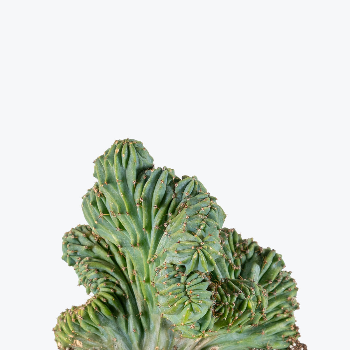 Myrtillocactus Geometrizans Cristata | Care Guide and Pro Tips - Delivery from Toronto across Canada - JOMO Studio