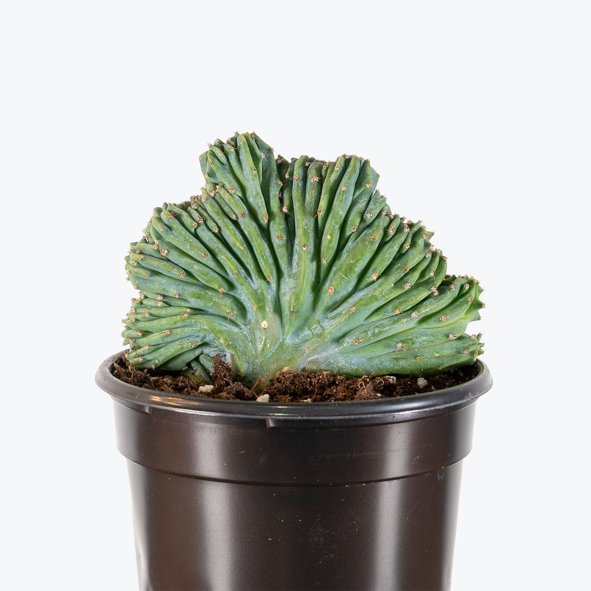 Myrtillocactus Geometrizans Cristata | Care Guide and Pro Tips - Delivery from Toronto across Canada - JOMO Studio