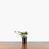 Needlepoint Ivy — 4" Pot