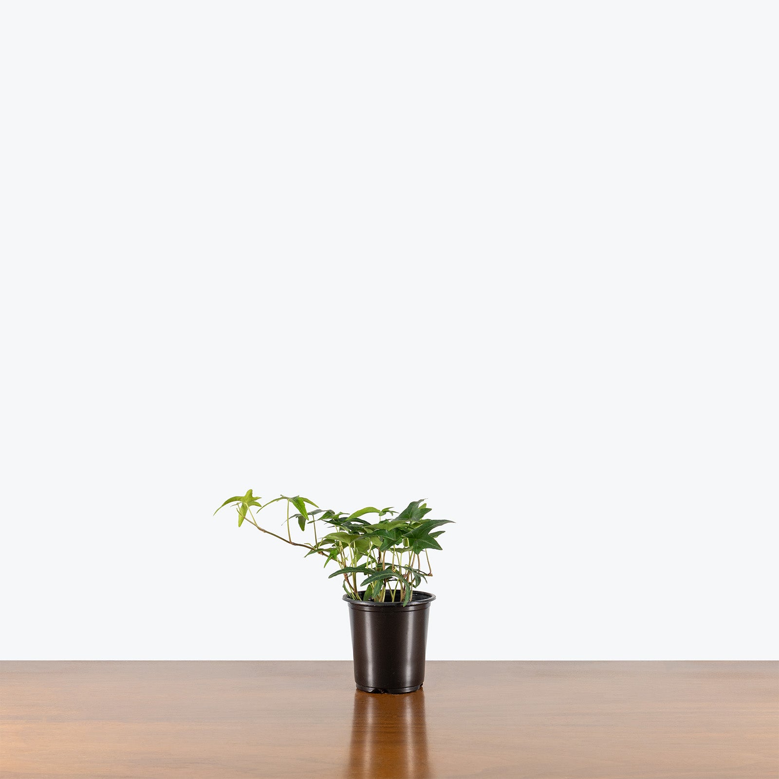 Needlepoint Ivy | Care Guide and Pro Tips - Delivery from Toronto across Canada - JOMO Studio