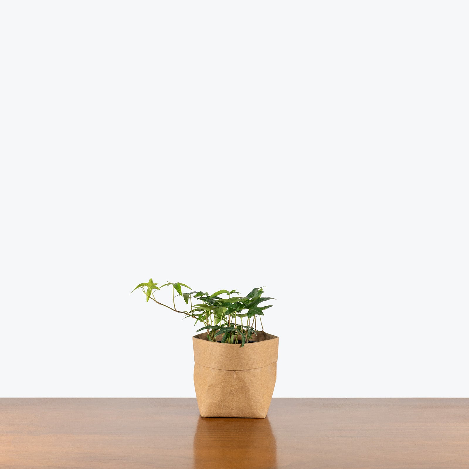 Needlepoint Ivy | Care Guide and Pro Tips - Delivery from Toronto across Canada - JOMO Studio