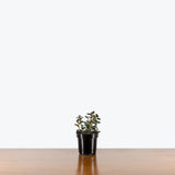 Nematanthus Gregarius — 4" Pot