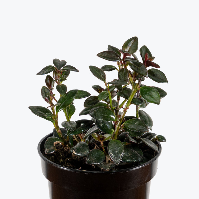 Nematanthus Gregarius | Goldfish Plant | Care Guide and Pro Tips - Delivery from Toronto across Canada - JOMO Studio